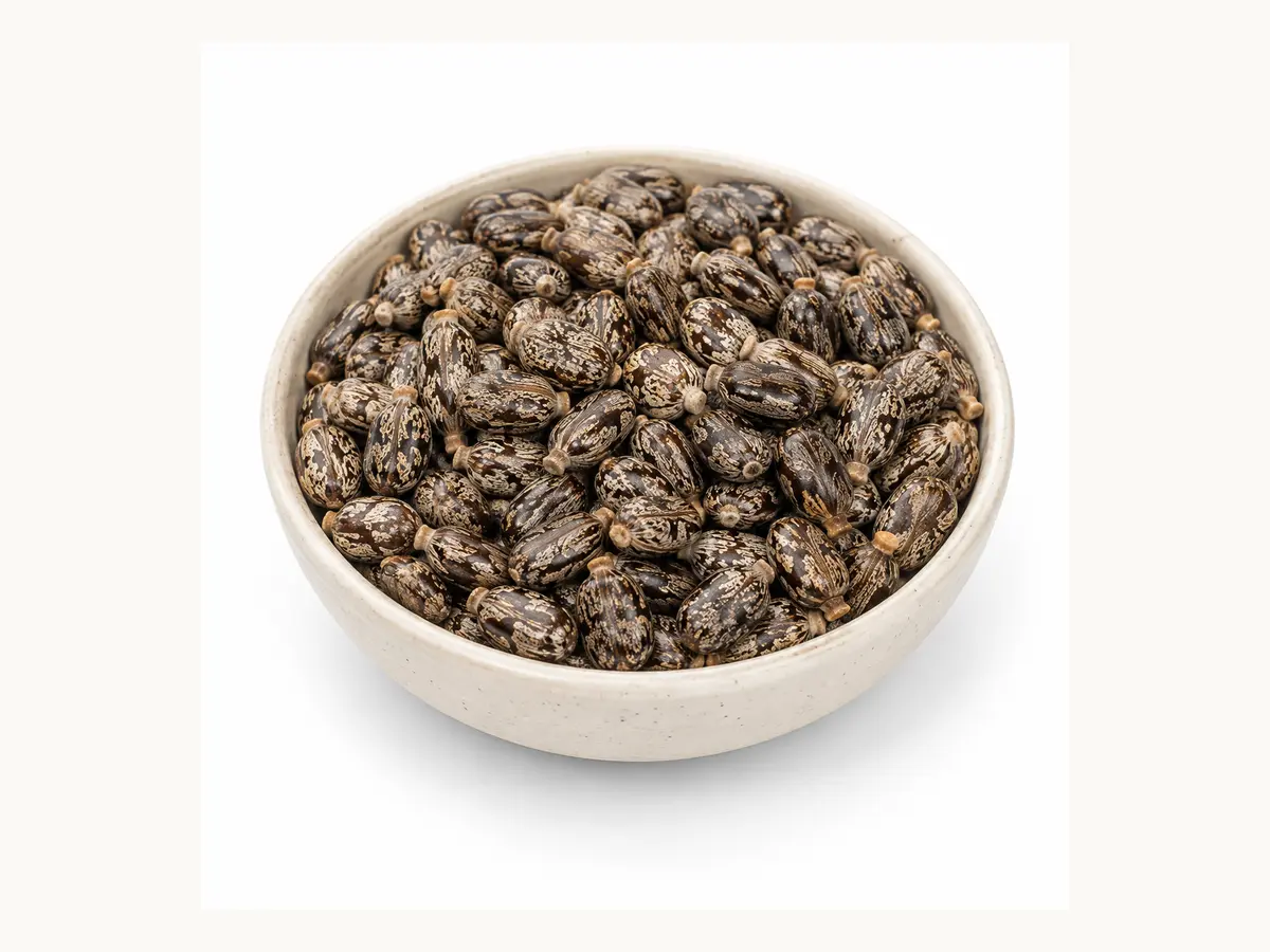 Castor Seeds